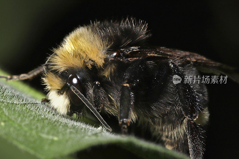 黄脸大黄蜂(膜翅目;Bombus vosnesenskii)